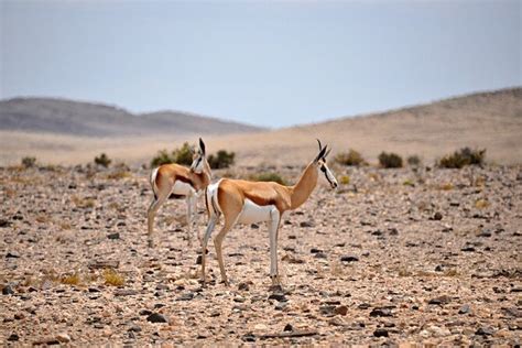 Point Hacks | Activity | Namib Desert Landscape Tour