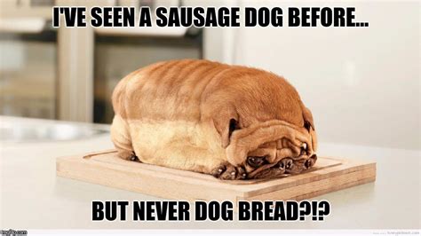 Is Dog Bread A Thing?!? - Imgflip