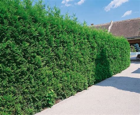 American Arborvitae (Thuja Occidentalis) Hedges - InstantHedge