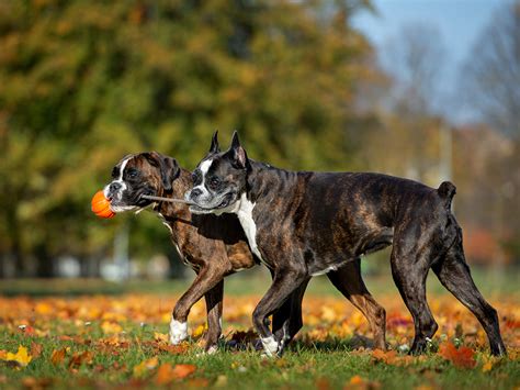 Docked Tails Play a Role in Dog Communication · The Wildest