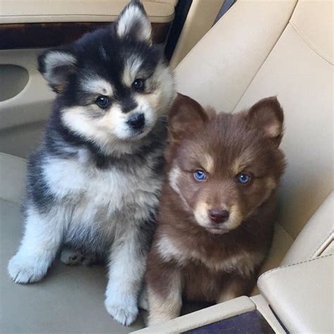 Pomsky Puppies: Must-Know Information! - Inside Dogs World