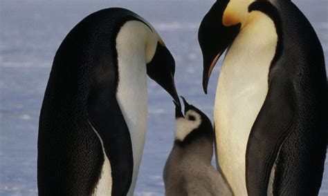 Species Spotlight: Emperor Penguin | Pages | WWF