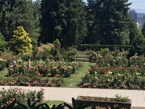 Washington Park rose garden in Portland Oregon 😍 : Roses