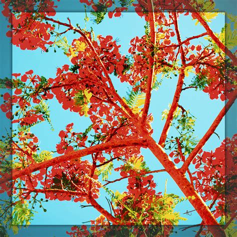 Poinciana Paradise | VectorArt — Single Handed Studio