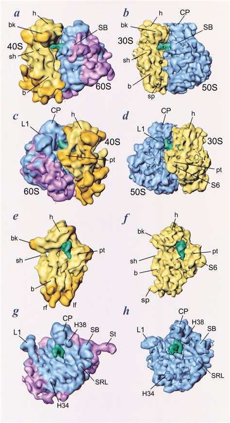 [DIAGRAM] Diagram Of 80s Ribosomes - MYDIAGRAM.ONLINE