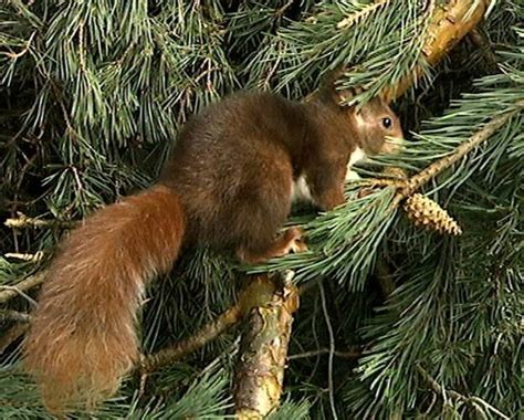 Es habitante habitual de los bosques de coníferas, aunque también está presente en otras ...