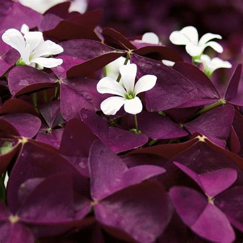 Charmed® Wine - Shamrock - Oxalis hybrid | Proven Winners