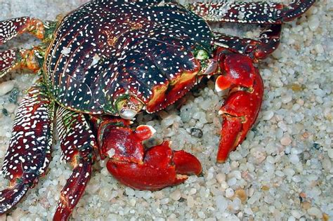 Red Crab – "OCEAN TREASURES" Memorial Library