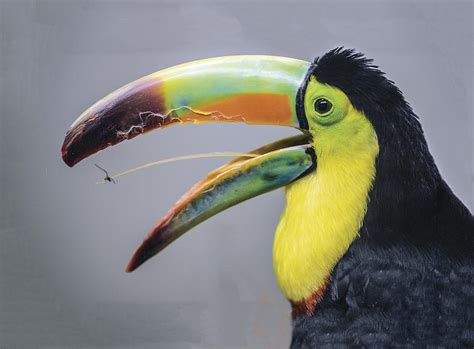 African Keel-billed Toucan Caught A Spider With His Tongue Photograph by William Bitman