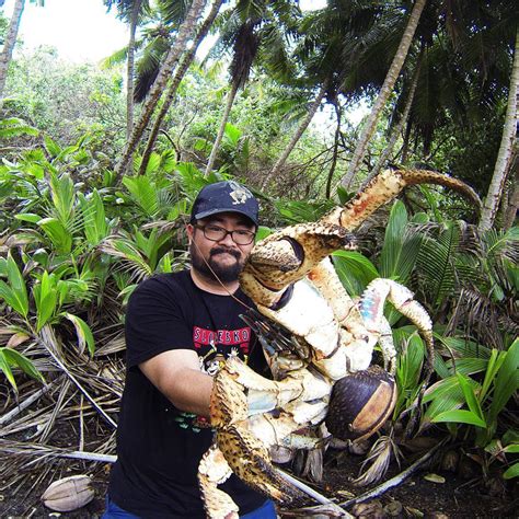 coconut-crab-crabzilla-giant-crab-australia | Elite Readers