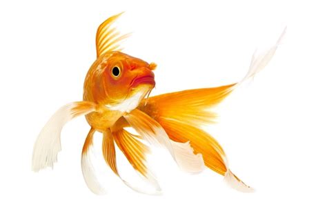 Koi Fish Care Guide - Diet, Tank Setup & More » Petsoid