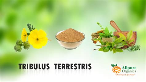 TRIBULUS TERRESTRIS - Allpure Organics