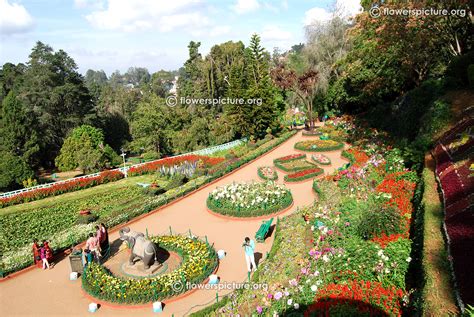 Ooty Flower Show 2015 Photos Gallery