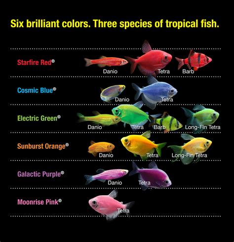 GloFish Tetra Basic Collection Best Offer - iNeedTheBestOffer.com