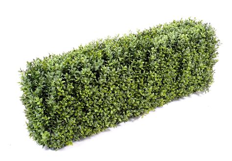 Boxwood hedge 30 cm – LA FLORIE