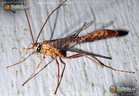 Short-tailed Ichneumon Wasp