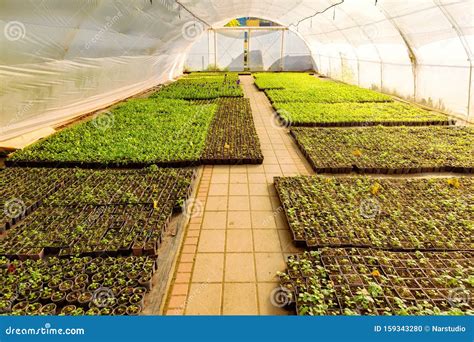 Flower seeds greenhouse. stock photo. Image of field - 159343280