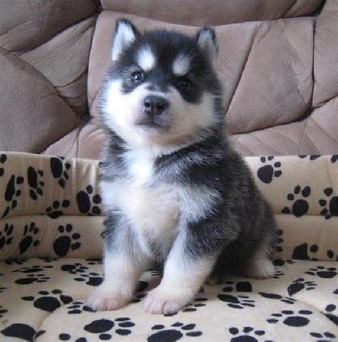 Cute Puppy Dogs: Siberian Husky Puppies With Blue Eyes