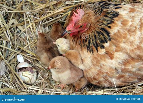 Mother hen with her chicks stock image. Image of born - 117665653