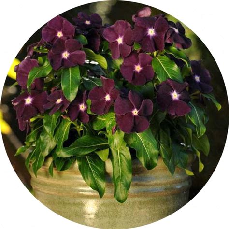 Dark Purple Vinca Periwinkle Seeds — Jack Seeds