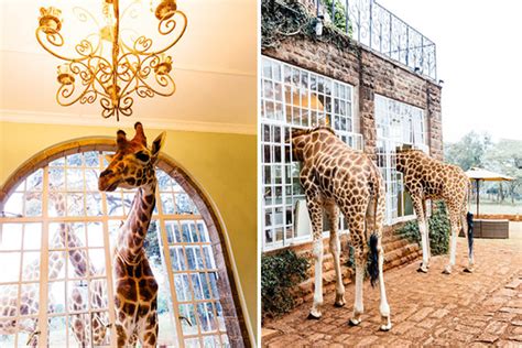 Giraffe Manor sanctuary-hotel in Kenya | Inhabitat - Green Design, Innovation, Architecture ...