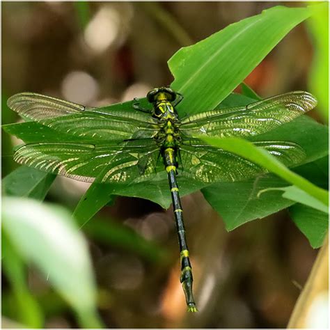 Gomphidae & Chlorogomphidae, Vietnam