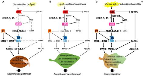 Frontiers | Phytohormones Signaling Pathways and ROS Involvement in Seed Germination