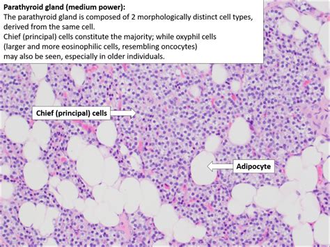 Parathyroid – Normal Histology – NUS Pathweb :: NUS Pathweb