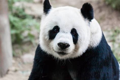 What does it mean by Panda Update in SEO? | Curvearro