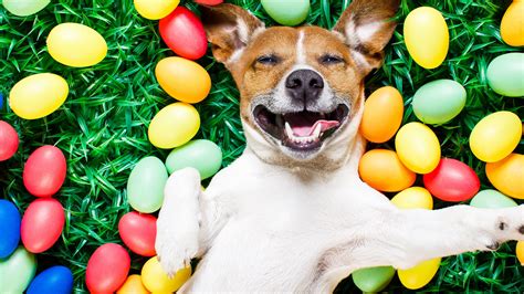 Easter Puppies And Dogs Wallpapers - Wallpaper Cave