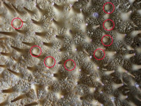 The Echinoblog: Secrets of the Starfish Sieve Plate & Madreporite Mysteries? aka What is that ...