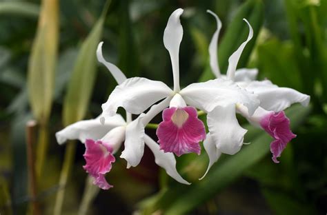 Advice on Growing Laelia Orchids