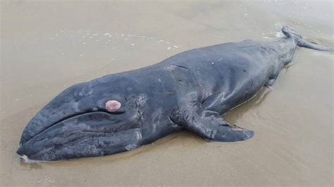 Beached baby whale found dead in Santa Monica - ABC7 Los Angeles