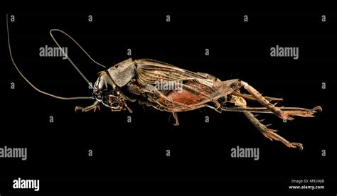 Gryllus species, U, Side, MD, PG County Stock Photo - Alamy