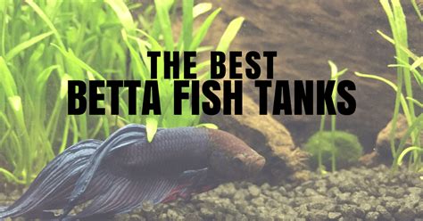 Best Betta Fish Tank | Form, Function & Coolest Betta Tanks Reviewed