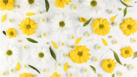 Yellow, Chrysanthemums, flakes, White, Flowers - Flowers wallpapers: 2560x1440