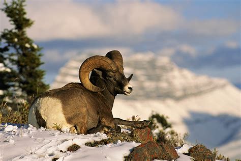 Wildlife - Grand Teton Photo Tours