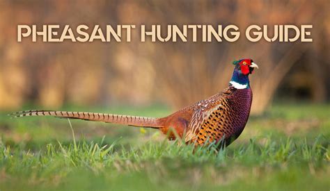 Pheasant Hunting Guide - How to Get Started