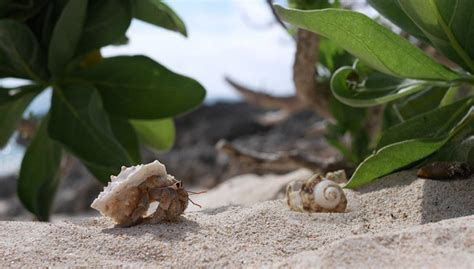 A Real Estate Company Created New Homes for Hermit Crabs | Spoon & Tamago