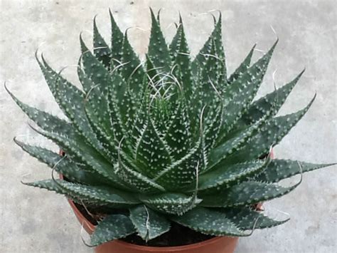 Aristaloe aristata (Lace Aloe) | World of Succulents