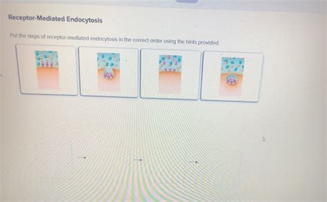 Solved Receptor-Mediated Endocytosis Put the steps of | Chegg.com