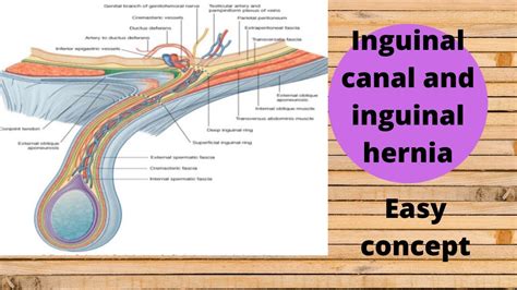 Inguinal canal and inguinal hernia - YouTube