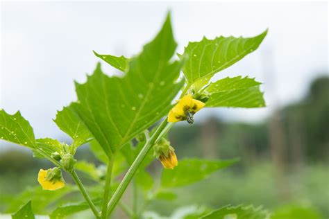 How to Grow Tomatillos