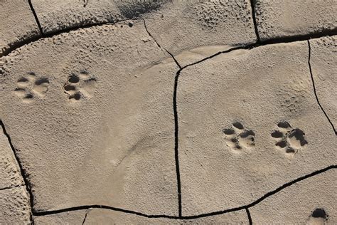 Mountain Lion Tracks – NatureTracking