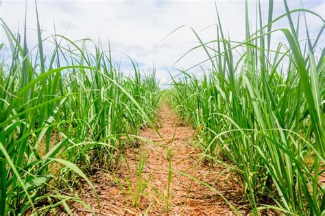 Premium Photo | Cane sugar plantation in brazil