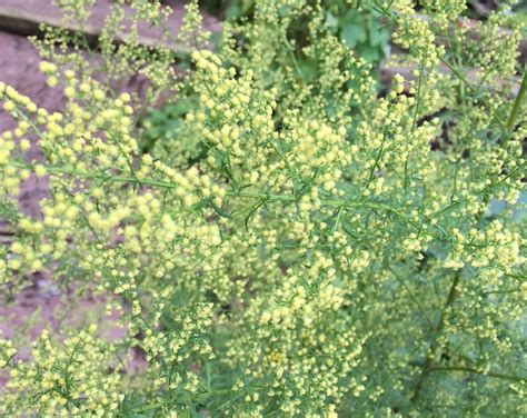 30 Artemisia Annua Seeds attracts Pollinators to the Garden & - Etsy