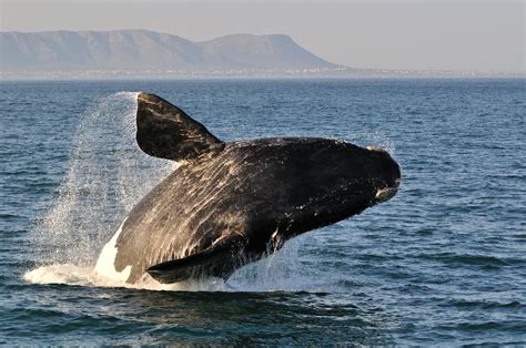 Fun activities Gansbaai - White Shark Diving Company