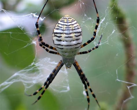 Scientists Untangled Spider Web Stickiness | Live Science