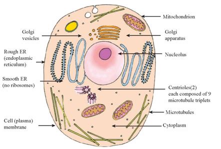 Microtubules In A Cell Diagram