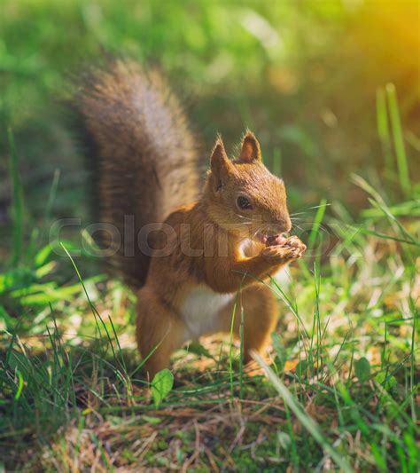 Red squirrel eating hazelnut. Sciurus vulgaris. | Stock image | Colourbox